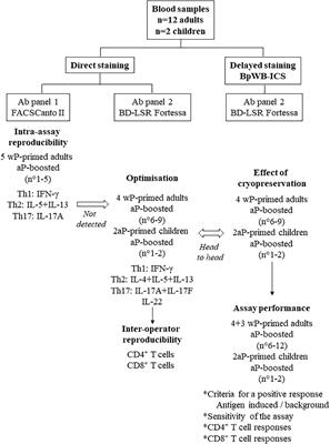 A semi high-throughput whole blood-based flow cytometry assay to detect and monitor Bordetella pertussis-specific Th1, Th2 and Th17 responses